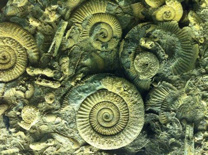 Claire Rushbrook: 10 Facts On Ammonite Actress