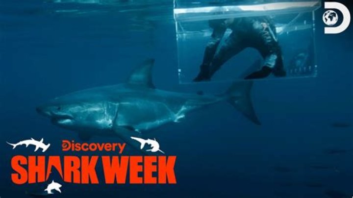Jimi Partington Accident And Shark Attack Is Explored On Discovery Shark Week: Did The Diving Expert Get A Stroke?