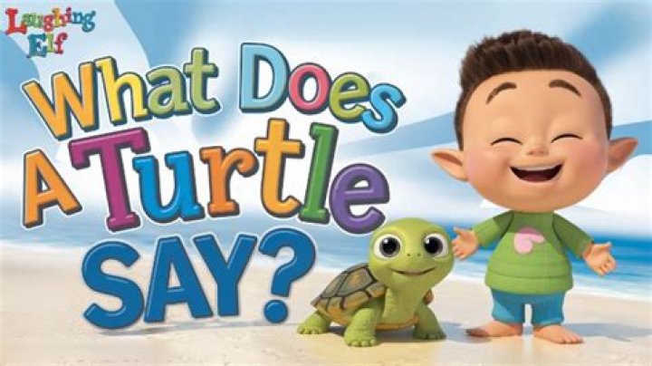 What does a turtle say