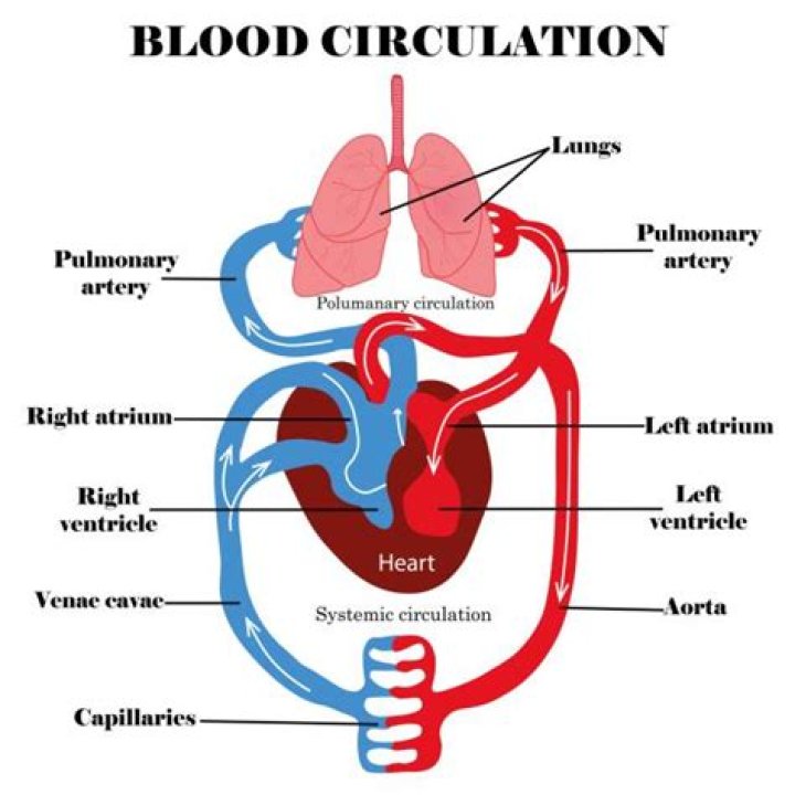 What is the Difference Between Pulmonary and Systemic Circulation
