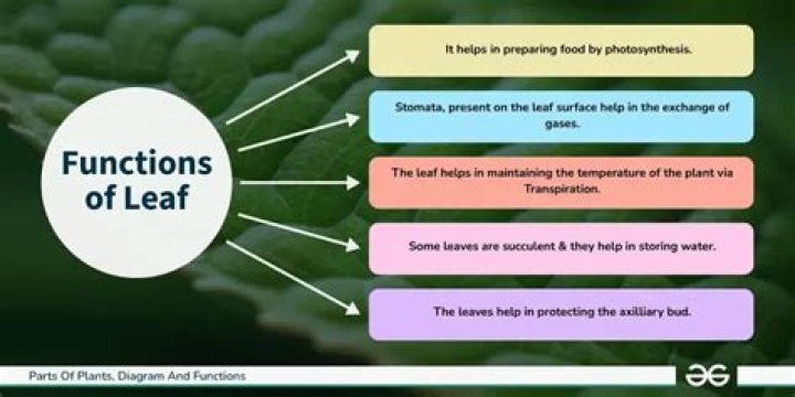 What is the main function of leaf lamina